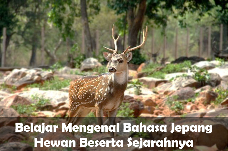 Bahasa Jepang Hewan