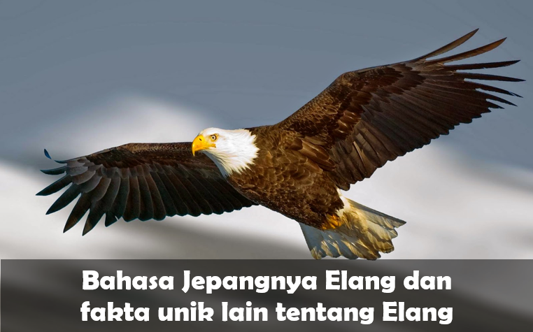 Elang dalam Bahasa Jepang