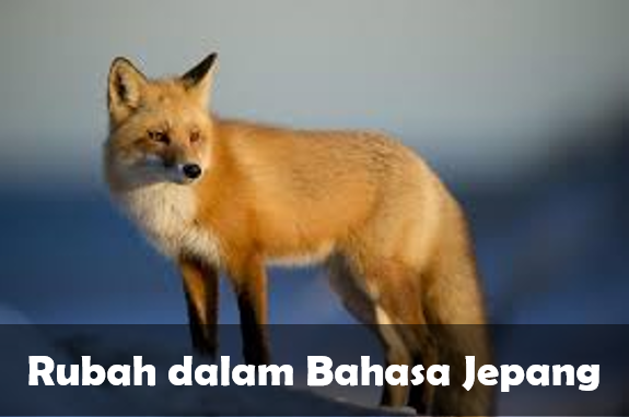 Rubah dalam Bahasa Jepang