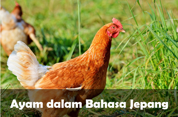 Bahasa Jepang untuk Ayam