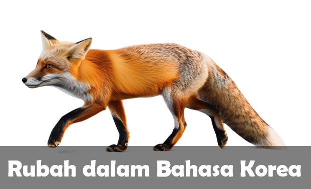 Rubah dalam Bahasa Korea