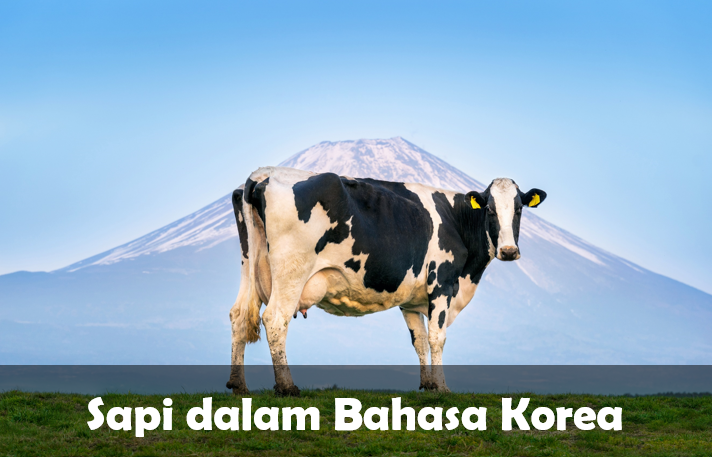 bahasa Korea Sapi