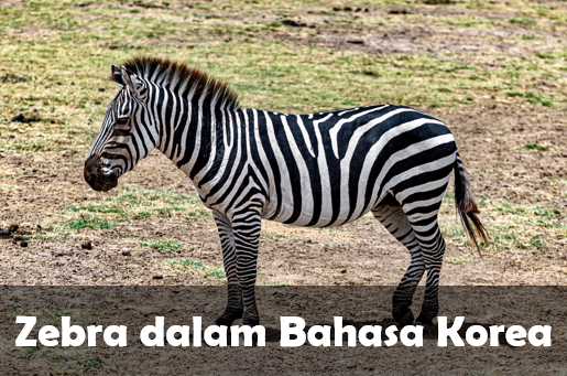 Zebra dalam Bahasa Korea