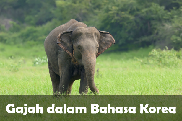 gajah dalam bahasa Korea