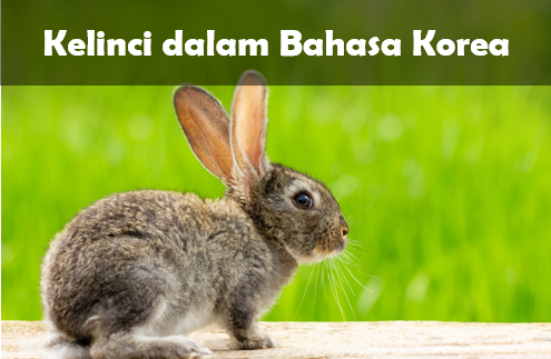 Kelinci dalam Bahasa korea