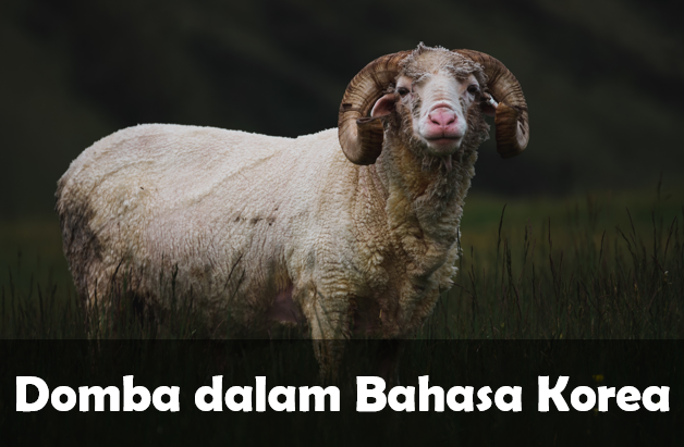 Domba dalam Bahasa Korea