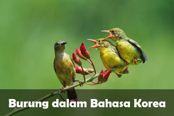 Burung dalam Bahasa Korea