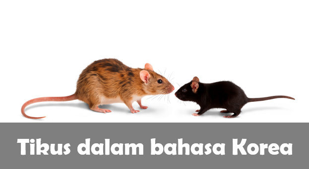 Tikus dalam Bahasa Korea