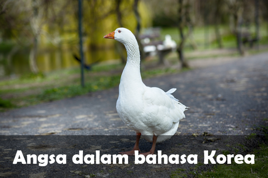 Angsa dalam bahasa Korea